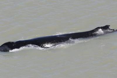 В Австралии спасают кита, который заплыл в реку с крупнейшими в мире крокодилами - vkcyprus.com - Украина - Австралия - Антарктида