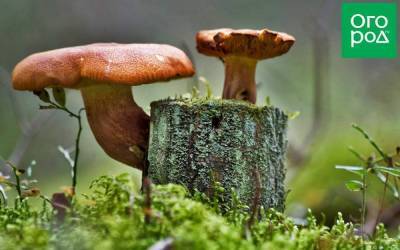Съедобный или нет: 7 грибов, о которых вечно спорят - skuke.net