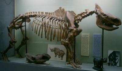 В Китае нашли окаменелости млекопитающих возрастом 25 млн лет - actualnews.org - Китай - провинция Ганьсу