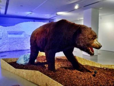 Елена Григорьева - В России нашли идеально сохранившегося медведя ледникового периода - eadaily.com - Россия - Якутск