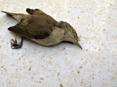 На территории США и Мексики обнаружили сотни тысяч мертвых птиц - m24.ru - США - Техас - Мексика - шт. Колорадо - штат Нью-Мексико - район Крылатский