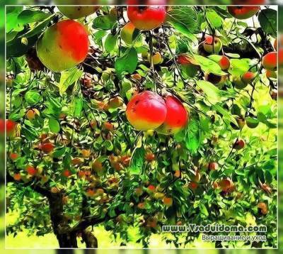 Яблони – посадка выращивание и уход, сорта и обрезк А от А до Я - skuke.net