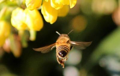 На Волыни пьяные пчелы уничтожают чужие ульи - korrespondent.net - Украина
