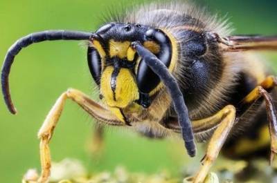 На Волыни агрессивные пчелы разоряют чужие ульи - enovosty.com