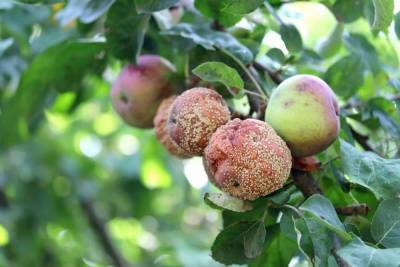 Плодовая гниль яблони – как спасти дерево? - skuke.net