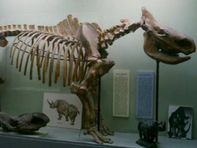 В Китае нашли окаменелости млекопитающих возрастом 25 миллионов лет - golos.ua - Китай - Украина - провинция Ганьсу