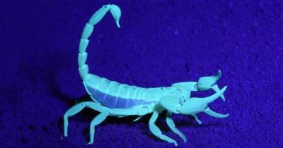Австралия страдает от нашествия скорпионов по вине человека - popmech.ru - Россия - Австралия