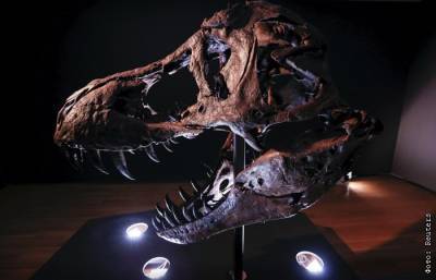 Один из самых полных скелетов тираннозавра выставят на Christie's - interfax.ru - Москва - США - штат Южная Дакота