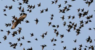 Загадочный мор перелетных птиц: миллионы трупов - popmech.ru - Мексика - штат Нью-Мексико