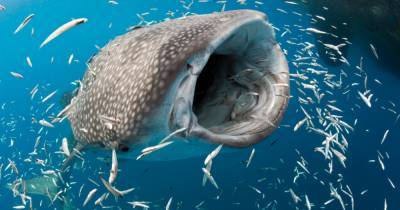 Названа самая большая рыба в мире - popmech.ru - Австралия - county Frontier