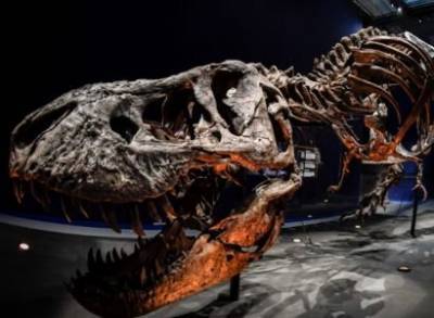 Один из самых полных скелетов тираннозавра пустят с молотка в Нью-Йорке - news.am - New York - Армения - Нью-Йорк - штат Южная Дакота