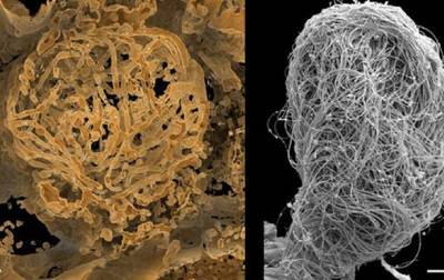 Найдена сперма возрастом более 100 млн лет - korrespondent.net