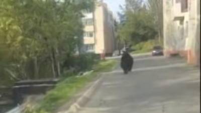 В Петропавловске-Камчатском медведь выбежал к школе и детскому саду - piter.tv - Екатеринбург - Петропавловск-Камчатский