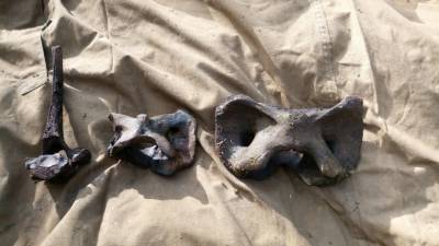Удмуртские школьники нашли кости древних животных - gorodglazov.com - респ. Удмуртия