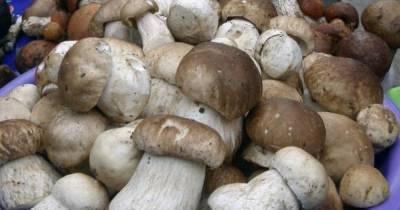В калининградском музее расскажут о 100 видах съедобных грибов, растущих в регионе - klops.ru - Калининград
