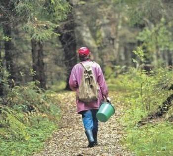 Больше недели ищут 60-летнюю жительницу Федотово в вологодскому лесу - vologda-poisk.ru - Вологодская обл. - район Вологодский