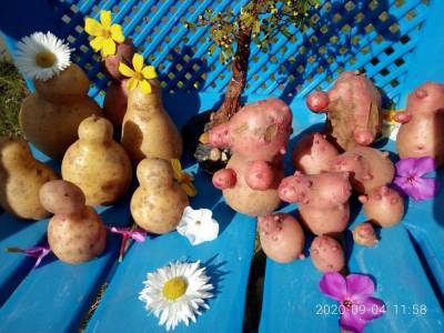 В Прилузье на конкурс плодов-мутантов прислали гигантскую малину и кабачок-убийцу - komiinform.ru