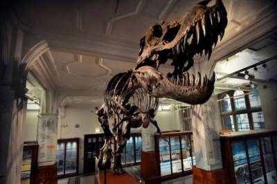 В Нью-Йорке на аукционе хотят продать скелет тиранозавра рекса - newsone.ua - Украина - Нью-Йорк - Нью-Йорк - штат Монтана - штат Южная Дакота - штат Вайоминг