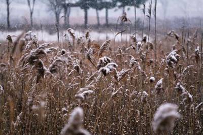 Татьяна Позднякова - Синоптики предупредили о первом снеге в Москве - argumenti.ru - Москва
