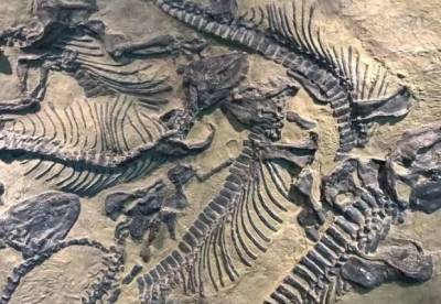 Ученые обнаружили окаменелости млекопитающих возрастом 25 млн лет - facenews.ua - Китай - Украина - провинция Ганьсу