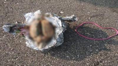 В США во время прогулки по пляжу художник нашел мозг в фольге - piter.tv - США - Волгоград - штат Висконсин