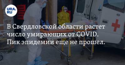 В Свердловской области растет число умирающих от COVID. Пик эпидемии еще не прошел. СТАТИСТИКА - ura.news - Свердловская обл.