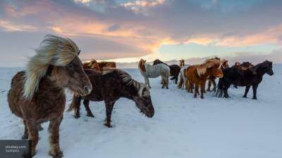 Исследователи выяснили возможное место одомашнивания лошадей - newinform.com - Турция