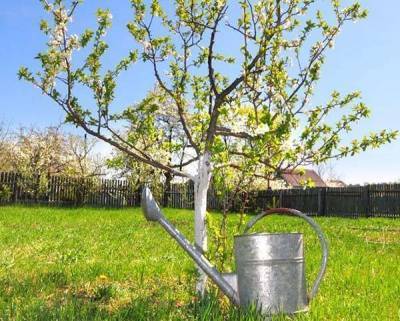 Как правильно поливать яблоню и другие плодовые деревья весной, летом и осенью: сколько воды нужно для полива - skuke.net