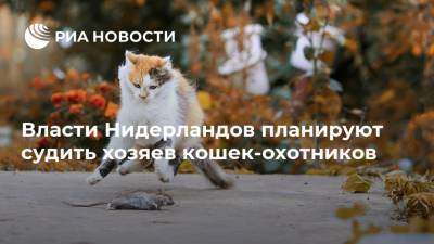 Власти Нидерландов планируют судить хозяев кошек-охотников - ria.ru - Москва - Голландия