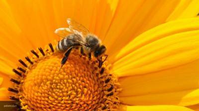Аргентинские исследователи научились дрессировать пчел - politros.com - Аргентина