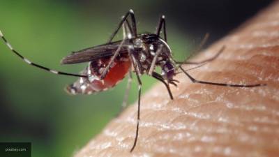 Анастасия Ивлеева - Укус обычного комара может привести к тяжелой болезни - newinform.com