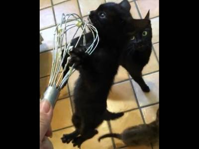 Голодный котёнок очаровал Сеть своим аппетитом и удивил хозяйку - u24.ru - Канада