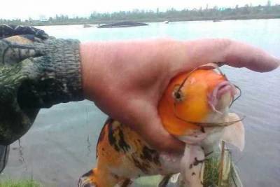 Настоящая «золотая рыбка»: новосибирец поймал рыбу с необычной чешуей - novos.mk.ru - Новосибирск