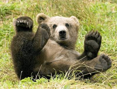 В МЧС рассказали, как вести себя при встрече с медведем в лесу - live24.ru - Москва