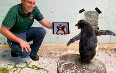 Одинокого пингвина в зоопарке развлекают мультфильмами - korrespondent.net - Австралия - Перт