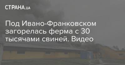 Под Ивано-Франковском загорелась ферма с 30 тысячами свиней. Видео - strana.ua - Ивано-Франковская обл.