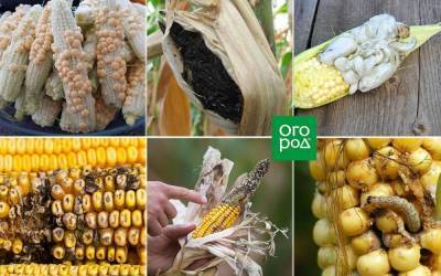 Что с кукурузой? 6 самых частых проблем с початками - skuke.net