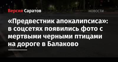 «Предвестник апокалипсиса»: в соцсетях появились фото с мертвыми черными птицами на дороге в Балаково - nversia.ru - Балаково