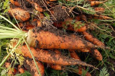 Когда убирать морковь с грядки и как правильно ее хранить - skuke.net