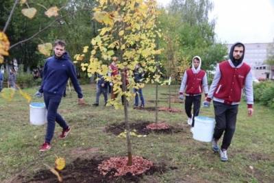 На территории ивановской областной больницы появились новые липы - mkivanovo.ru