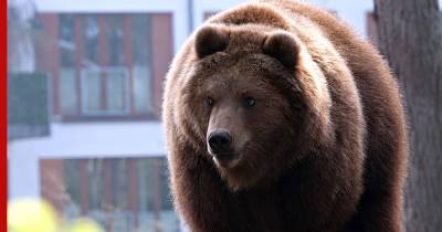 Хабаровская полиция вышла «на охоту» из-за медведя в городе: видео - profile.ru - Хабаровск
