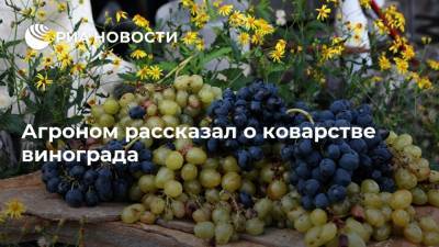 Агроном рассказал о коварстве винограда - ria.ru - Москва - Россия - Узбекистан - Виноград