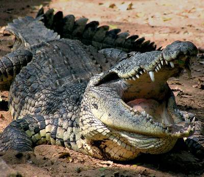 ЮАР заинтересована в поставках в Украину крокодилье мясо - inform-ua.info - Украина - Юар