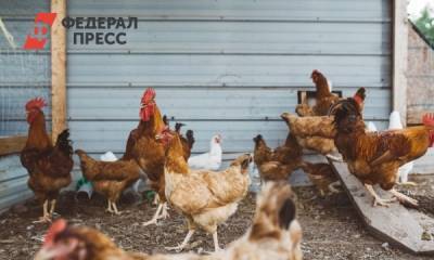 Александр Моор - В Тюменской облдуме рассмотрят законопроект о компенсациях фермерам за птичий грипп - fedpress.ru - Тюмень - Тюменская обл.