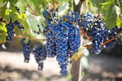 Агроном Викулов заявил, что виноградом нельзя злоупотреблять из-за большого количества сахаров - argumenti.ru - Узбекистан