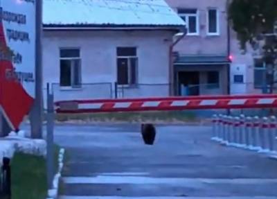«Ситуация серьезная». В Свердловской области участились выходы медведей в города - znak.com - Свердловская обл. - Североуральск