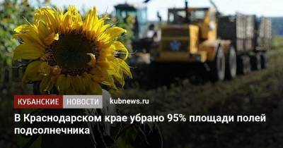 В Краснодарском крае убрано 95% площади полей подсолнечника - kubnews.ru - Краснодарский край - Кубани