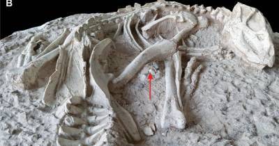 Найден новый вид динозавров, который «уснул навсегда» - popmech.ru - Китай - Бельгия