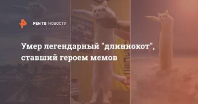Умер легендарный "длиннокот", ставший героем мемов - ren.tv - Япония
