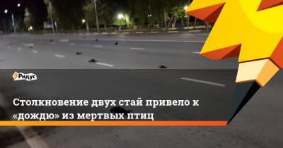 Столкновение двух стай привело к «дождю» из мертвых птиц - ridus.ru - Саратовская обл. - Балаково